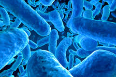 Legionella
