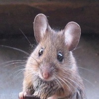 Rat&oacute;n Domestico (Muss Musculus)