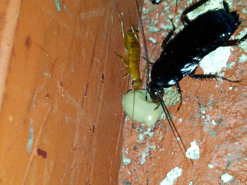 Cucaracha Oriental ingiriendo Gel Insecticida