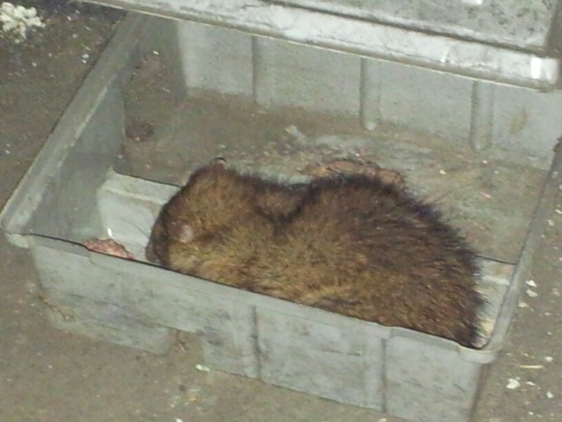 Rata capturada en un portacebo qu&iacute;mico 