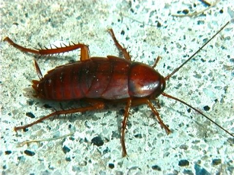 Periplaneta Americana